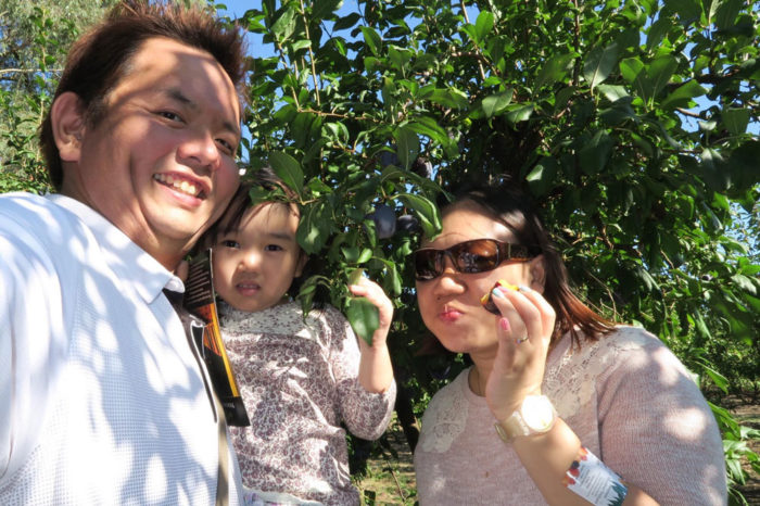 fruit picking at Rayners Orchard