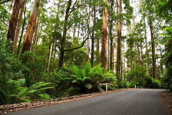 The Otways rainforest